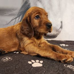 My pick of the litter - Mahogany female Irish Setter puppy in Baileyville, Maine from Down East Setters and Labs
