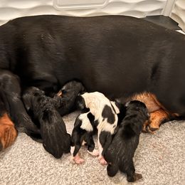 Basset Hound Puppies from Oak Tree Basset Hounds