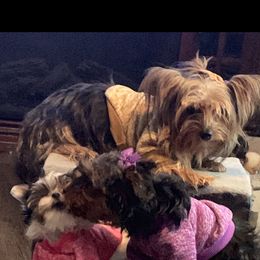 Yorkshire Terrier Puppies from Missy Lu Lap Puppies