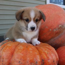 John Deere - Red male Pembroke Welsh Corgi puppy in Greentop, Missouri from Sevits Corgis & Golden Retrievers