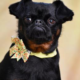 Brussels Griffon Puppies from Little Griffons