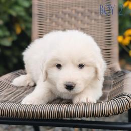 Boy 2 - White male Great Pyrenees puppy in Yakima, Washington from Naches Heights Ranch