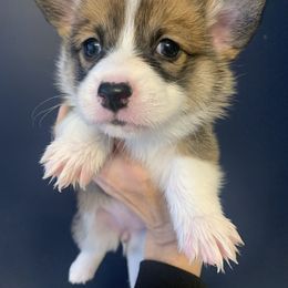 Holly - Pembroke Welsh Corgi puppy from Carter’s Corgis LLC