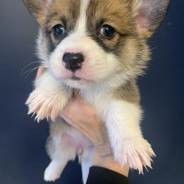 Holly - Pembroke Welsh Corgi puppy from Carter’s Corgis LLC