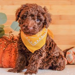 Goldendoodles and Labradoodles from Kurly K’s Doodles