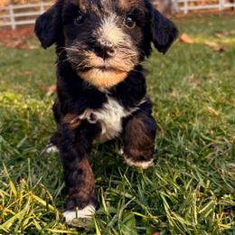 Coal - Tri-color male Bernedoodle puppy in Temecula, California from Country Hills Doodles