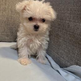 Tulip - White female Maltese puppy in Dallas, Texas from Dallas Darling Maltese