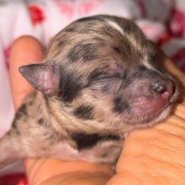 Comet - Merle male Chihuahua puppy in Hasting, Florida from Fiesta Pups