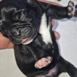 Black n White Girl 2 - Black female Pug puppy in Gadsden, Alabama from Carla's Pugs
