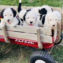 Sheepadoodle Puppies from M&B Puppy Love