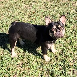 Rolo - French Bulldog
