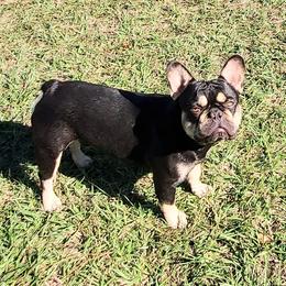 Rolo - French Bulldog