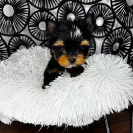 Boy 1 - Black and tan male Yorkshire Terrier puppy in Cornelia, Georgia from Kruz Kennels