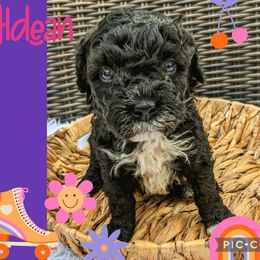 Boy 5 - Black and white Bernedoodle puppy in Ohio from Mini Doodle Buddies