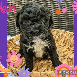 Boy 5 - Black and white Bernedoodle puppy in Ohio from Mini Doodle Buddies
