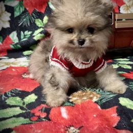 -----HOLIDAY PRICING: Draco will be ready before Christmas (December sixth) - Blue merle male Pomeranian puppy in New Tazewell, Tennessee from Pom Pom Pomskies and Pomeranians-TN