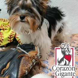 Biewer Terrier and Yorkshire Terrier Puppies from Corazón de gigante