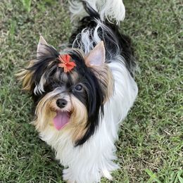 Yuri - Biewer Terrier
