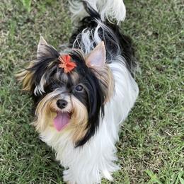 Yuri - Biewer Terrier