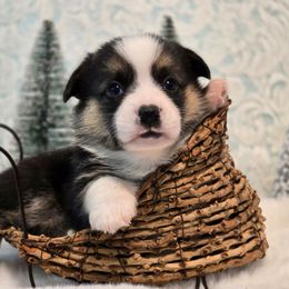Astro - Black and tan male Companion Cross puppy in Austin, Texas from Cutest Corgi's of Austin