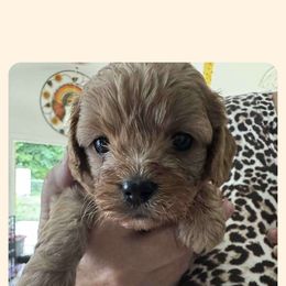 Cavapoo All Grown Up from Carolina Canines