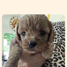 Cavapoo All Grown Up from Carolina Canines
