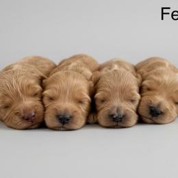 Female 1 - Caramel ice female Australian Labradoodle puppy in Londonderry, New Hampshire from Granite State Labradoodles