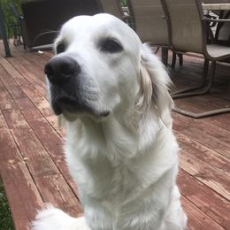 Golden Retrievers from English Acres English Golden Retrievers