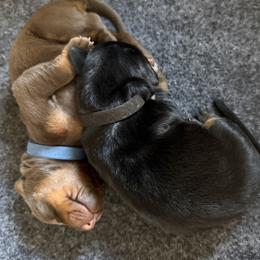 Doberman Pinscher puppies from Dobie Sunrise