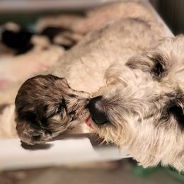 Double Doodle Puppies from Breedlove Mtn Doodles