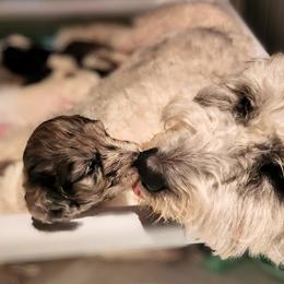 Double Doodle Puppies from Breedlove Mtn Doodles
