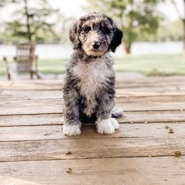 Bernedoodle and Sheepadoodle Puppies from Luv My Doodle