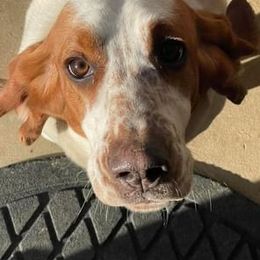 Winnie - Basset Hound