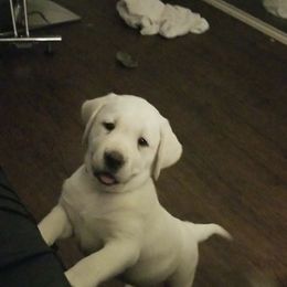 Labrador Retriever Puppies from A.L. English Labradors