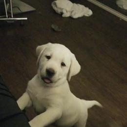 Labrador Retriever Puppies from A.L. English Labradors
