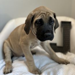 Mastiff Puppies from MLJ Mastiffs Florida