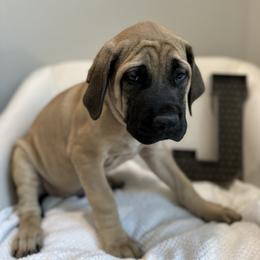 Mastiff Puppies from MLJ Mastiffs Florida