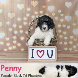 Penny - Phantom female Poodle puppy in Kenyon, Minnesota from Country Breeze Poodles