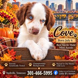 Cove - Red tri male Miniature Australian Shepherd puppy in Nashville, Tennessee from Little B’s Aussies