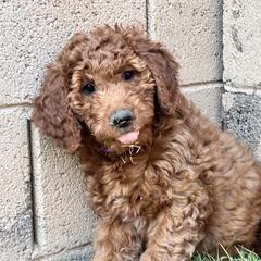 Irish Doodle Puppies from Rustic doodles of Sahuarita, AZ