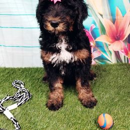 Bernedoodle Puppies from Rose River Farms