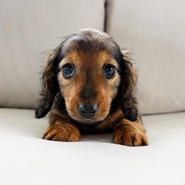 Zola 3200 - Red female Dachshund puppy in Sylvania, Alabama from Yancey’s Doxies