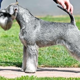 Astrid - Miniature Schnauzer