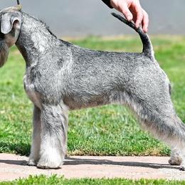 Astrid - Miniature Schnauzer