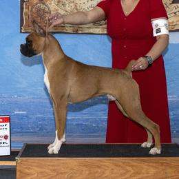 Khane - Boxer