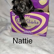 Standard Schnauzer Puppies from OmaStarke Standard Schnauzers