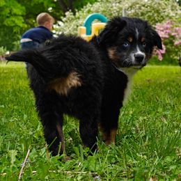 Boy 1 - Black tri male Miniature Australian Shepherd puppy in Fife Lake, Michigan from HaVen Homestead Miniature Australian Shepherds
