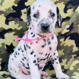 Pink (HUA) - White and black female Dalmatian puppy in Westhoff, Texas from Smart Dalmatians