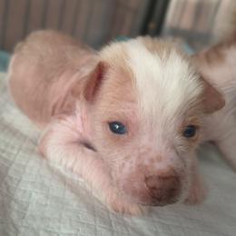 Joy - White male Chinese Crested puppy in Frederick, Maryland from Lovable Cresteds