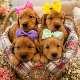 Female - Dark golden female Golden Retriever puppy in Shingle Springs, California from Creamy Retrievers